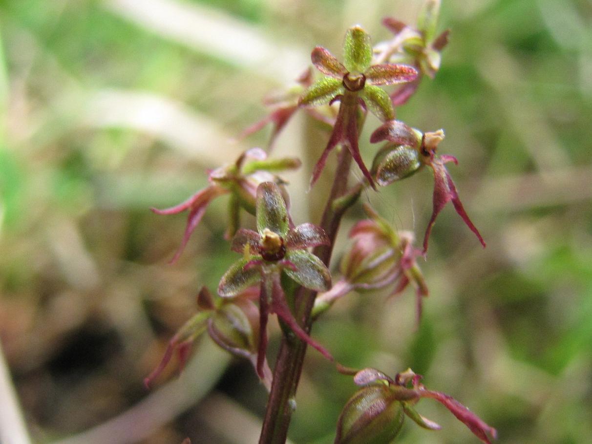 Neottia cordata